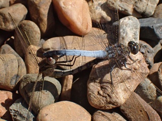 PA310282a.jpg